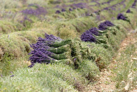 La récolte des bouquets de lavandes aux Hautes Ferrassières, en Drôme Provençale