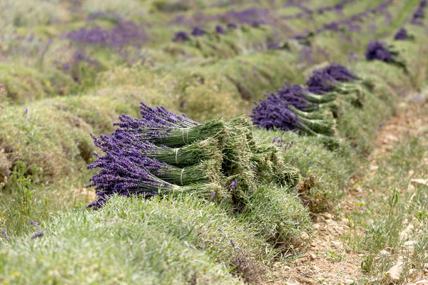 La récolte des bouquets de lavandes aux Hautes Ferrassières, en Drôme Provençale