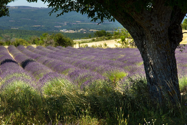 Champ de lavandes près de Ferrassières, en Drôme Provençale