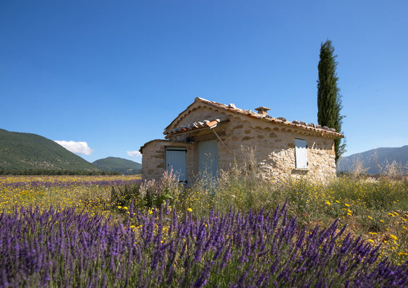Cabanon de berger dans un champ de lavandes, Alpes de Haute-Provence