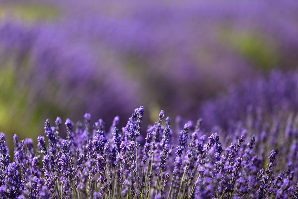 Lavandes de Provence
