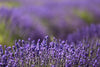 Lavandes de Provence