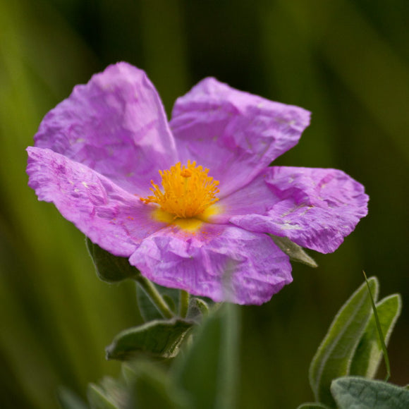 Fleur de Cyste dans les Alpilles près des Baux de Provence