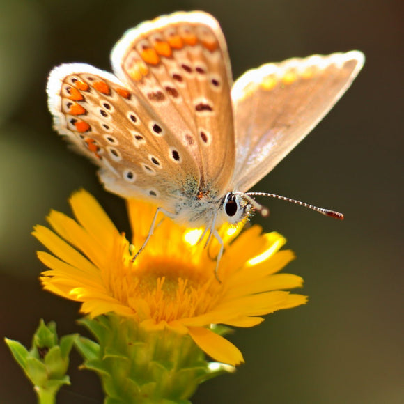 Papillon (Azuré commun) dans une forêt des Alpilles