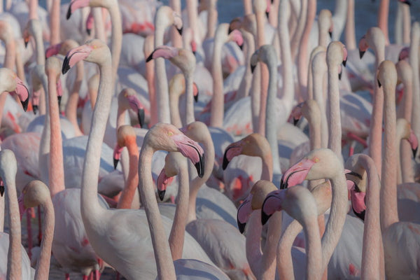 Flamants roses