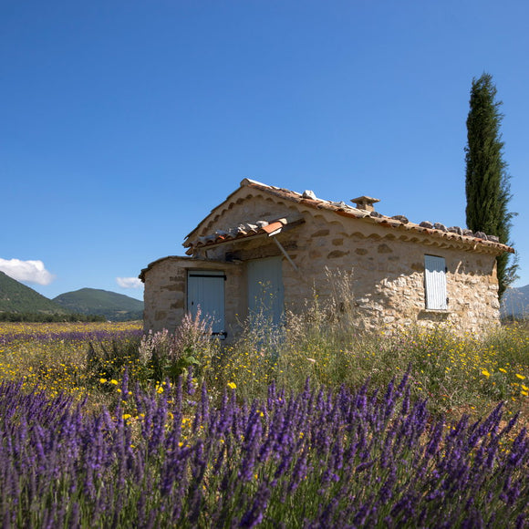 Cabanon de berger dans un champ de lavande dans les Alpes de haute Provence