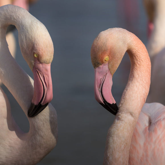 Couple de flamants roses