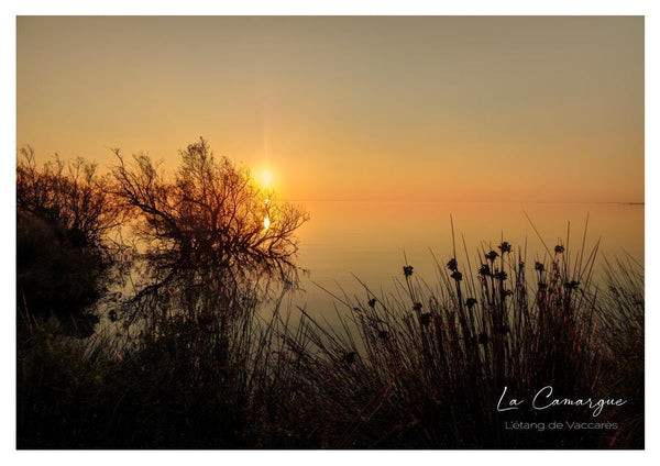 Au couchant sur les rives du Vaccarès