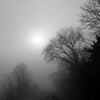 Brumes d’un matin d’hiver en Camargue