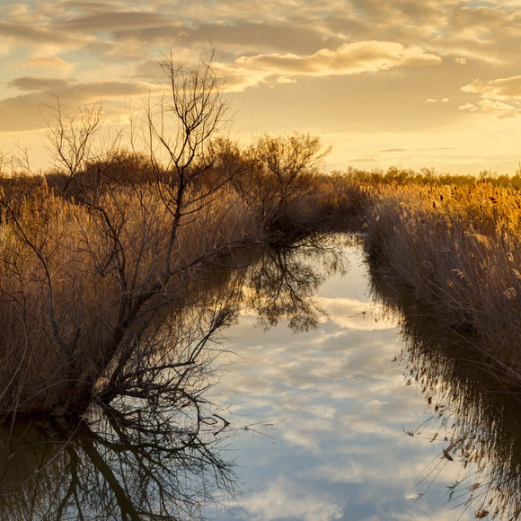 Etang du Scamandre en Petite Camargue