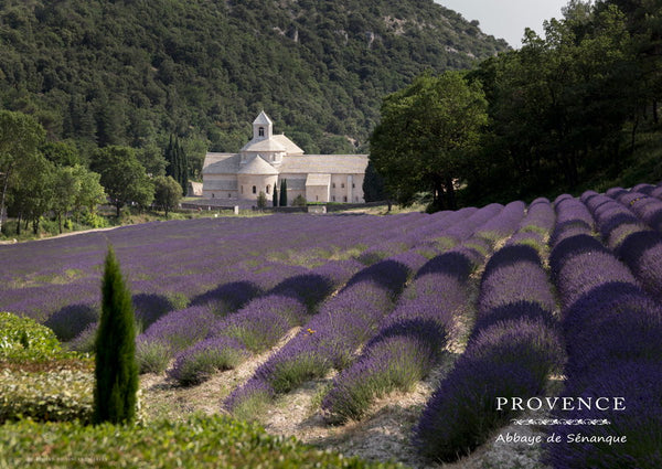 L’abbaye de Sénanque, près de Gordes