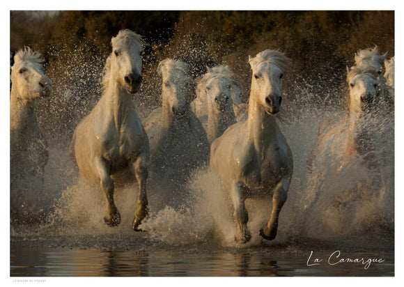 Troupeau de chevaux Camargue au galop dans les marais