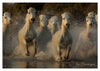 Troupeau de chevaux Camargue au galop dans les marais