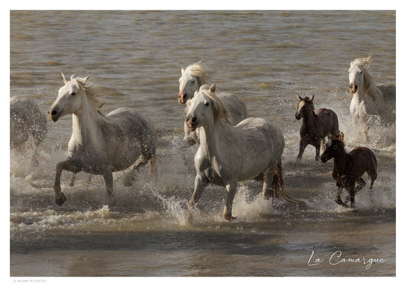 Troupeau de Chevaux Camargue traversant un étang près des Saintes-maries-de-la-Mer