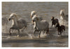 Troupeau de Chevaux Camargue traversant un étang près des Saintes-maries-de-la-Mer
