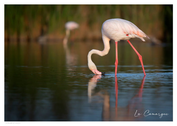 Flamant rose près des Saintes-Maries-de-la-Mer