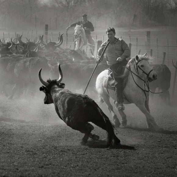 Le tri des taureaux pour la course Camarguaise