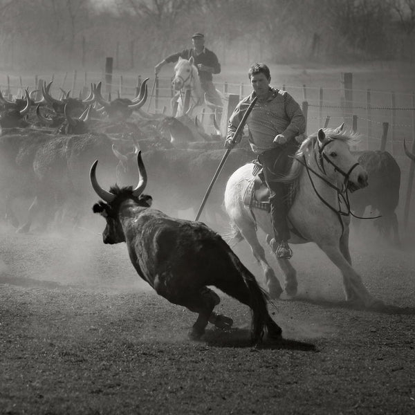 Le tri des taureaux pour la course Camarguaise