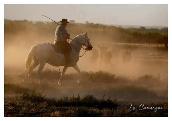 Gardian et ses taureaux