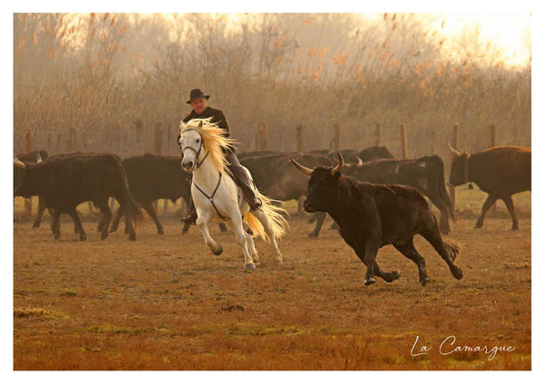 Le tri des taureaux en Camargue