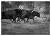 Trois taureaux de course Camarguaise