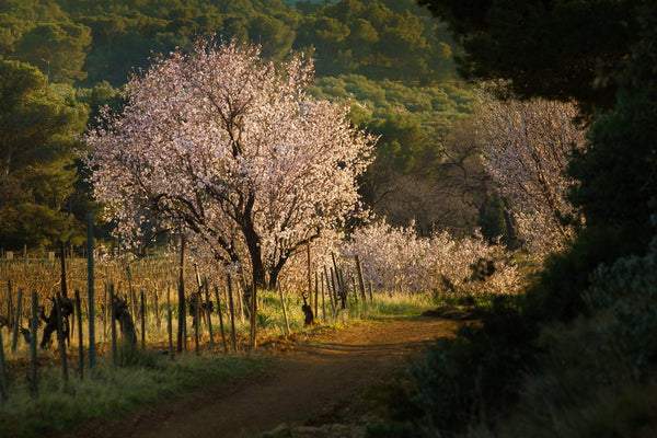 Amandiers dans la vallée des Baux-de-Provence