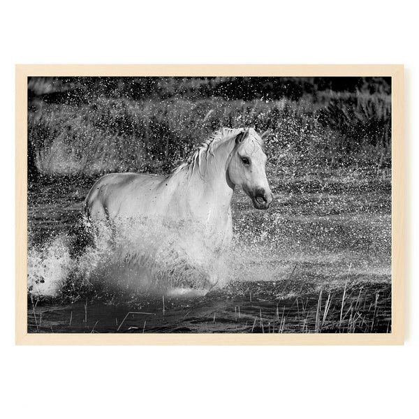 Cheval Camargue dans un étang près des Saintes-Maries-de-la-Mer