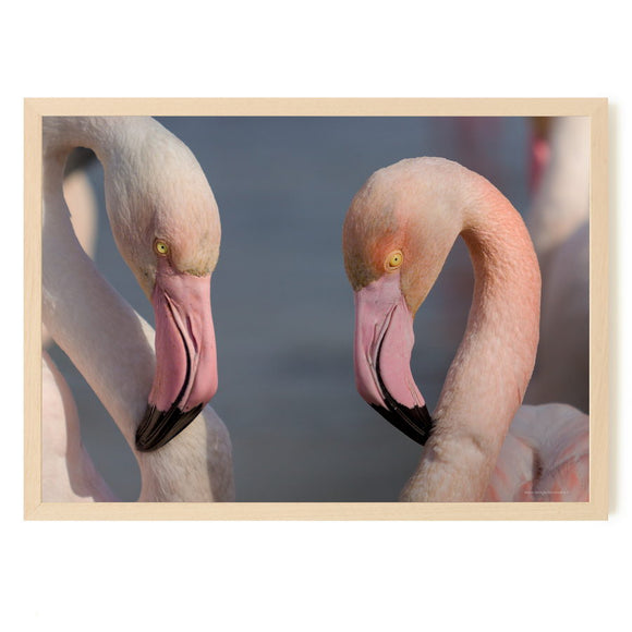 Couple de flamants roses en Camargue