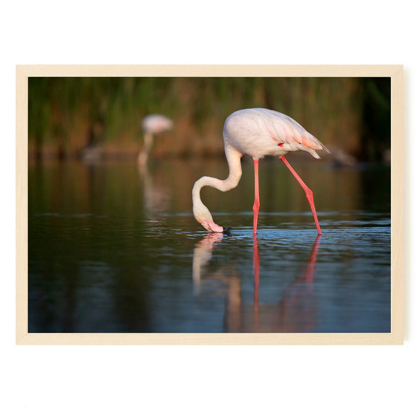 Flamant rose près des Saintes Maries de la mer