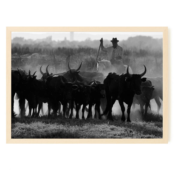 Gardian et son troupeau en Petite Camargue