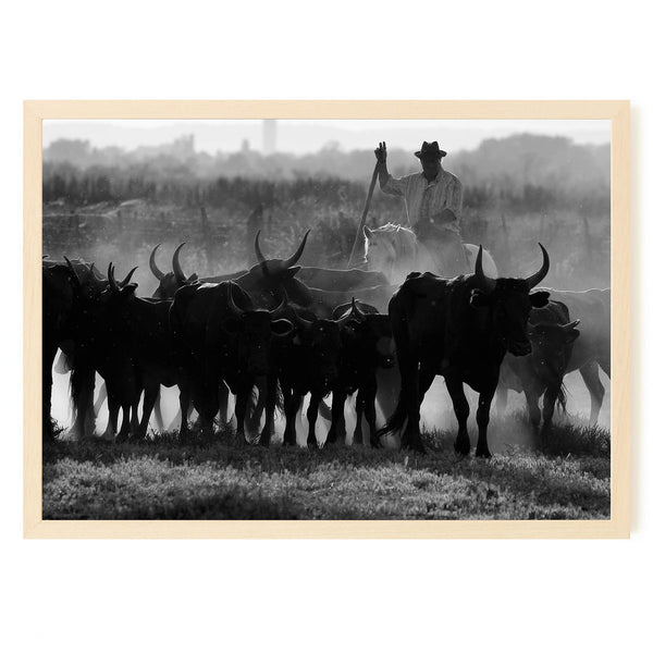 Gardian et son troupeau en Petite Camargue