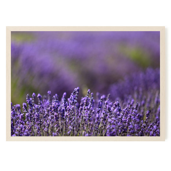 Lavandes de Provence près de Lourmarin en Vaucluse