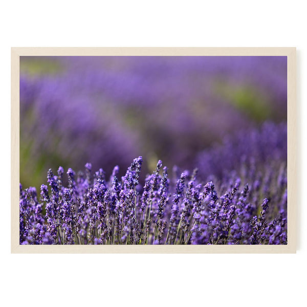 Lavandes de Provence près de Lourmarin en Vaucluse