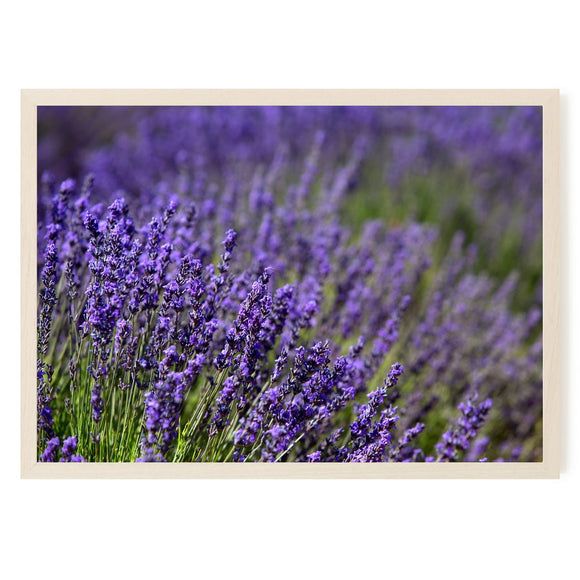 Lavandes de Provence dans le Lubéron