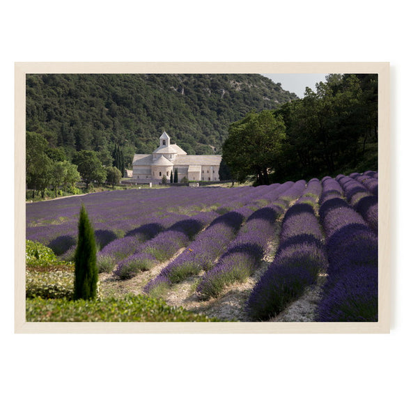 L’abbaye de Sénanque, près de Gordes en Vaucluse