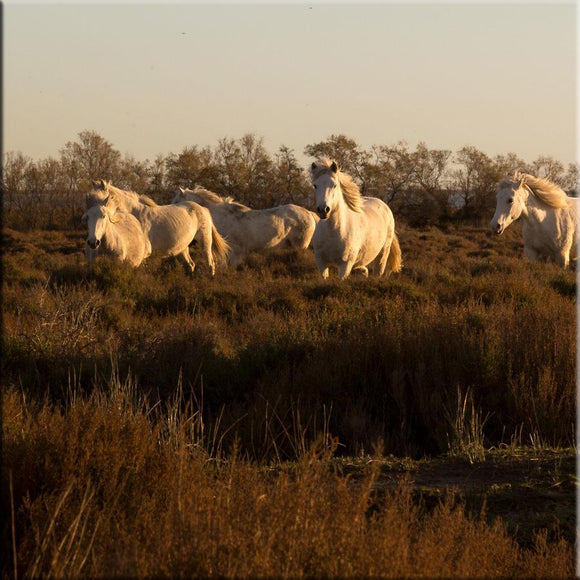 Chevaux de Camargue