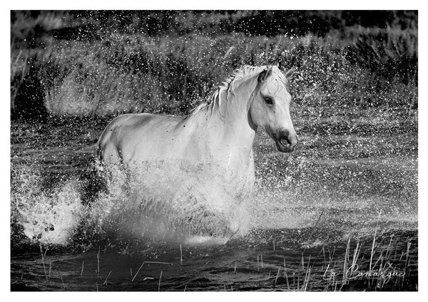 Etalon Camargue