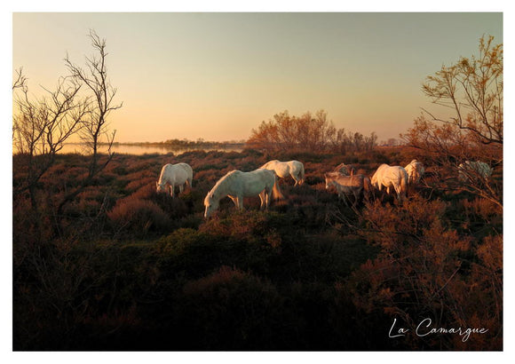 Chevaux Camargue dans la Sansouïre