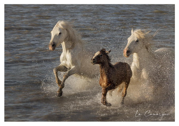 Poulain et ses parents au galop dans les eaux d'un étang