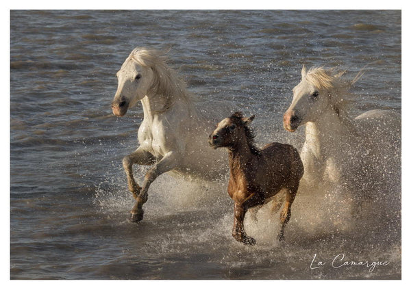 Poulain et ses parents au galop dans les eaux d'un étang