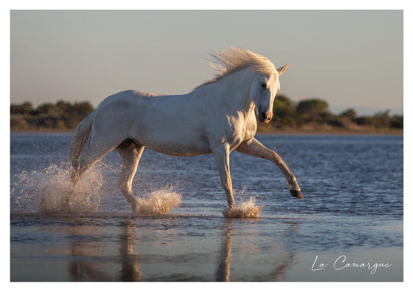 Cheval Camargue dans la baisse du Grand Radeau