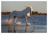 Cheval Camargue dans la baisse du Grand Radeau