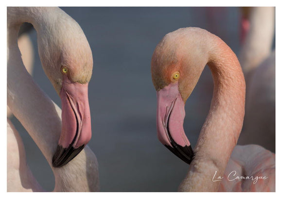 Couple de flamants roses