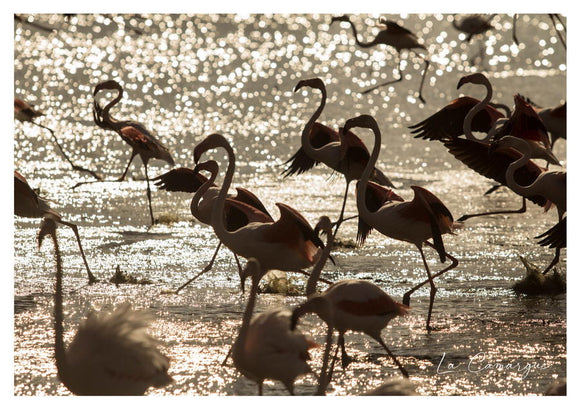 Flamants roses dans le couchant