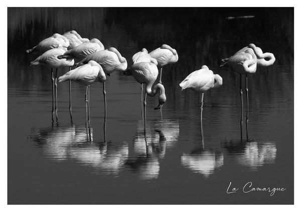 Ronde de Flamants roses