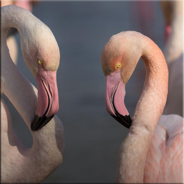 Couple de flamants roses en Camargue