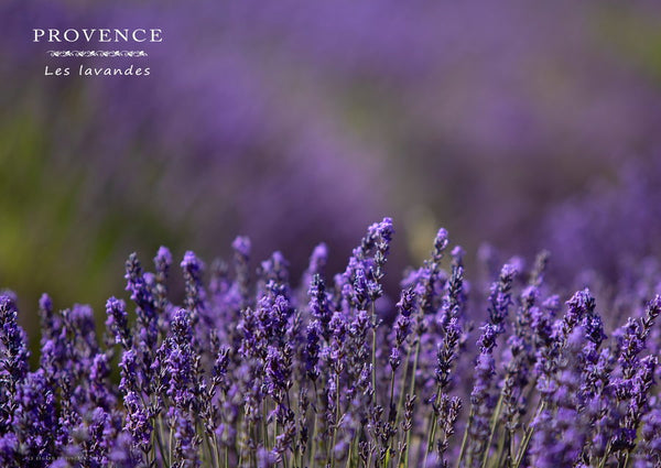 Lavandes de Provence