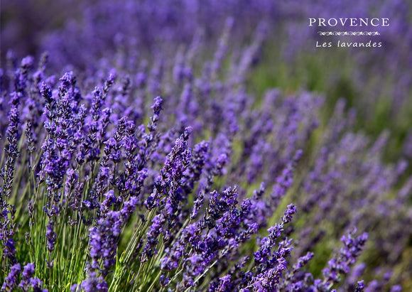 Lavandes de Provence dans le Lubéron