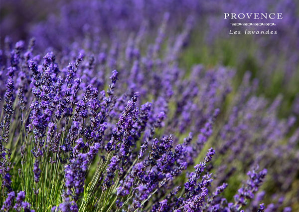 Lavandes de Provence dans le Lubéron