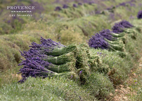 La récolte des bouquets de lavandes aux Hautes Ferrassières, en Drôme Provençale